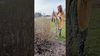 How To Prune Caryopteris bluebeard In Spring  Large Plant shorts