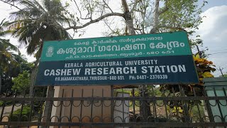 Cashew Research Station , Madakkathara (കശുമാവ്  ഗവേഷണ  കേന്ദ്രം , മാടക്കത്തറ ) KAU