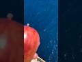 大量の魚がいる海にりんごを投げた結果