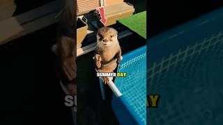 This otter wasn’t ready for the ice…