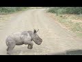 Baby Rhino Charges At Car