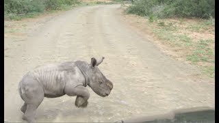 Baby Rhino Charges At Car