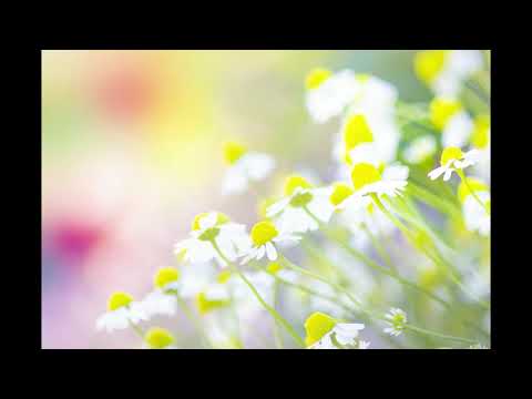 カモミール【オリジナル曲】