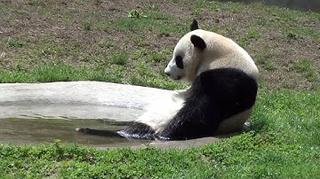 Giant panda Qian Qian sip water & SPA @Yunnan Safari Park （June 2011）