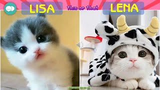 Lisa Or Lena - Kitten - Cute Cat Pet Animals This Or That