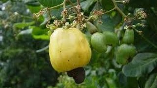 The Cashew Tree Anacardium Occidentale