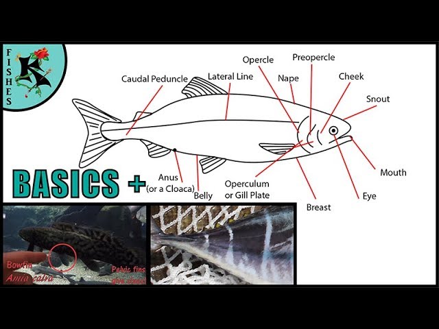 Fishing Helper: How to measure a fish (most fishes)