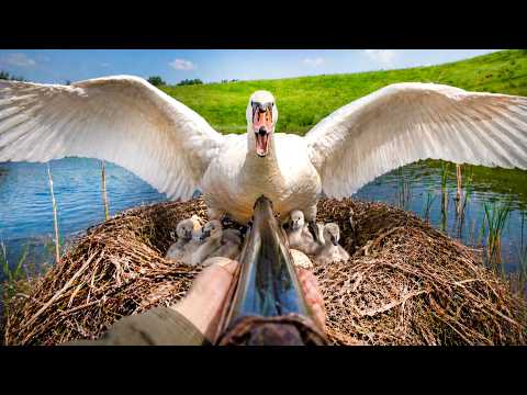 Hunters, Why?! Touching Story of a Swan Family 🦢 Documentary 2023