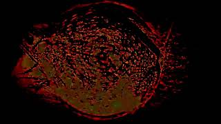 Cat To Toad Transformation.