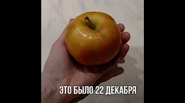 ЧТО БУДЕТ ЕСЛИ ПОСАДИТЬ КОСТОЧКУ ОТ ЯБЛОКА?