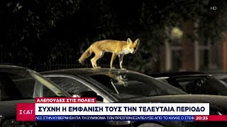 Αλεπούδες βγαίνουν για… σεργιάνι στις πόλεις - Τι λένε οι ειδικοί  | Βραδινό Δελτίο | 18/05/2024