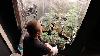 How To Grow Autos w/Dr Earth Day 40 | Jelly Donutz Day57F Harvest | Marshydro FC4800 EVO -ADLITE