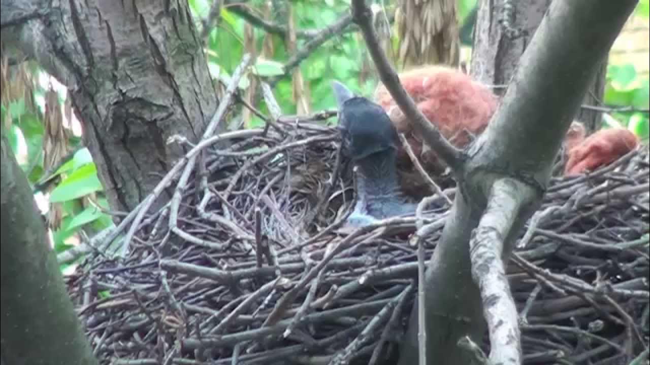 Гнездо вороны воронье гнездо варенье из малины. Воронье гнездо Стерлитамак. Гнездо вороны.