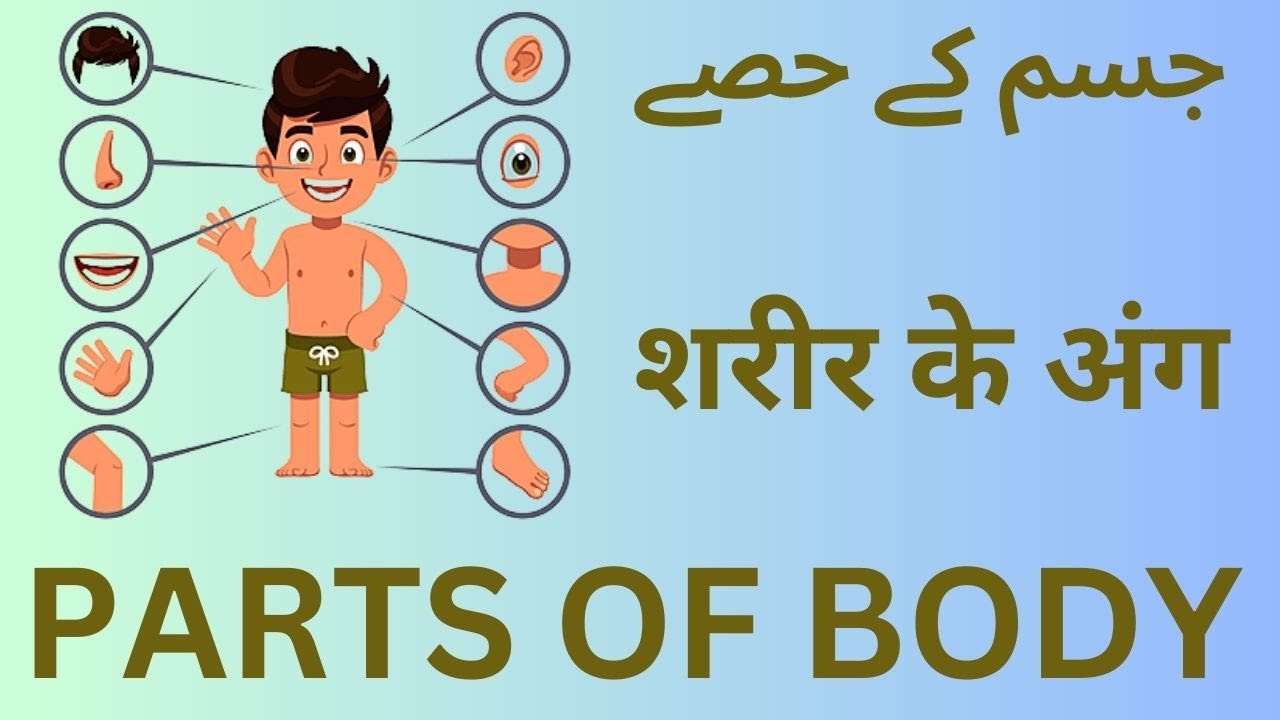 Human Parts Of Body Parts Of Body Name English And Urdu Kids Urdu human-parts-of-body-parts-of-body-name-english-and-urdu-kids-urdu