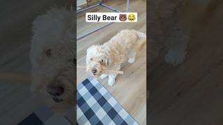 Bear is a silly goldendoodle  #shorts #funny #dog