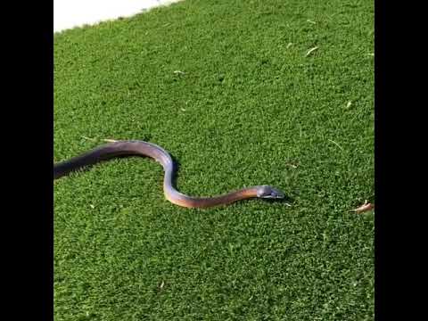 Southern White lipped python