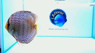 Discus Red Spotted 15-16 cm