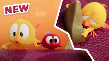 NEW Chicky’s New Toy | Where