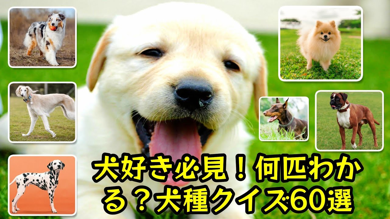 犬好き必見！何匹わかる？犬種クイズ60選🐶🐾 - YouTube