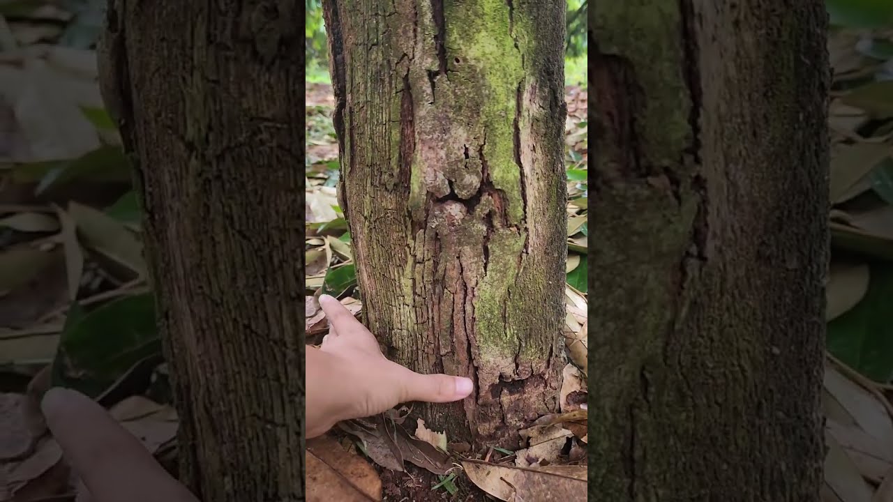 TRƯỚC KHI LÀM BÔNG, ND CẦN XỬ LÝ NHỮNG VẤN ĐỀ NÀY. 0918 456 457- 0375 456 457