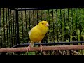 Kenari Mana Yang Diam Saja Dengar Pancingan Suara Kenari Gacor Panjang Ini Dijamin Langsung Nyaut Mp3 - Mp4 Download