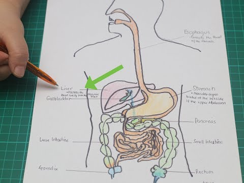 Vídeo: O que significa hiperperistalse?