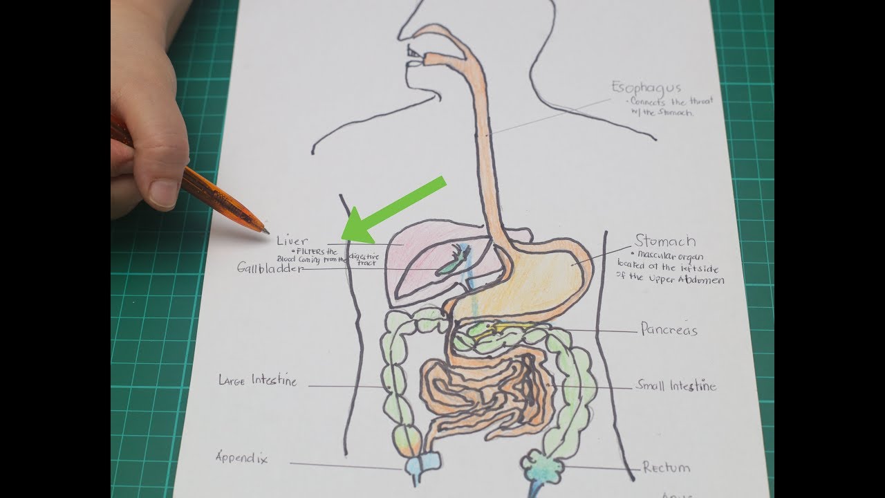 ¿Qué es el peristaltismo aumentado y qué lo causa? saludos amigos dvd
