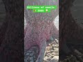 millions of snails eggs #fishing #india #short #fish #usa #shorts #subscribe #youtubeshorts #love