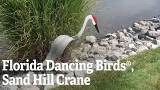 Florida Dancing Birds®, Sand Hill Crane