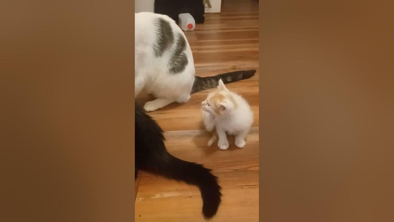 all are kittys and all the rescues looking for homes kitty mystery 