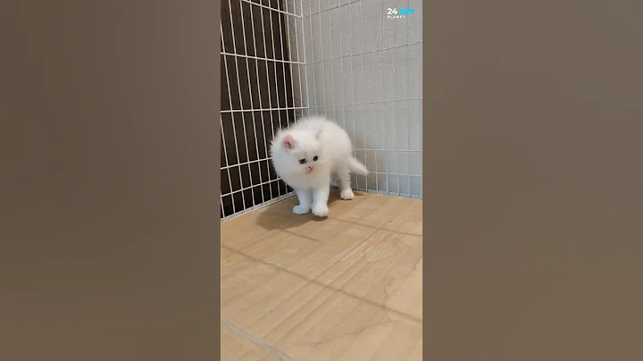 Video 4337831: persian male, funny cat