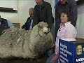 Raw: Australian Sheep Gets Long Overdue Haircut