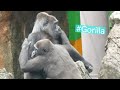 Infant Gorilla Clings To Female Gorilla おばさんに甘える子供ゴリラ