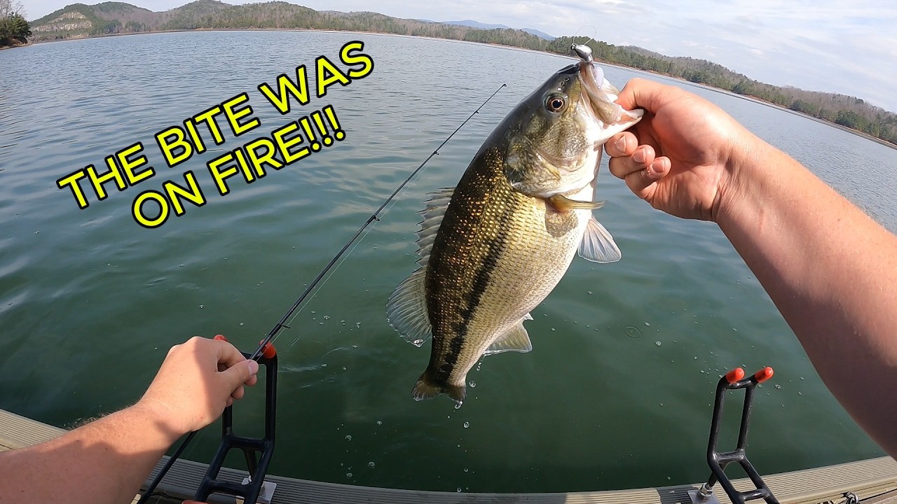 Pre-Spawn Spotted Bass Were CRUSHING This Swimbait! | Carters Lake