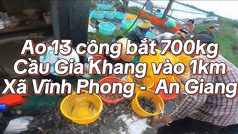 Ao 13 công bắt 700kg tôm càng lúc 3 giờ sáng tại Cầu Gia Khang vào 1km Xã Vĩnh Phong - Tỉnh An Giang