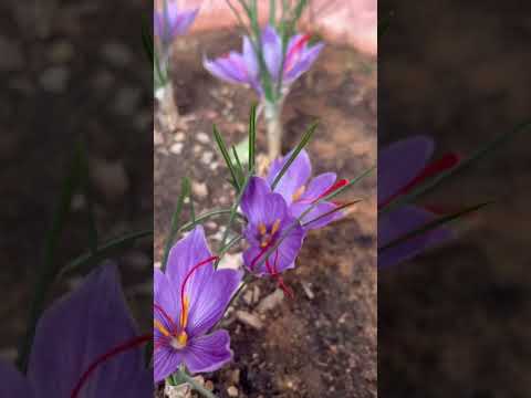 نبات الزعفران واسمه العلمي الكروكس زهرته جميلة تعطي خيوط الزعفران غالي الثمن
