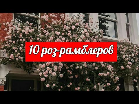 Видеообзор 10 сортов плетистых роз-рамблеров, которые станут украшением любого сада.