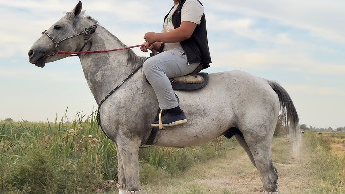 Chaqqon sargish bilan porno