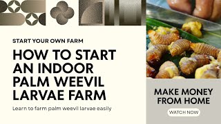 How to Farm Palm Weevil Larva Indoors