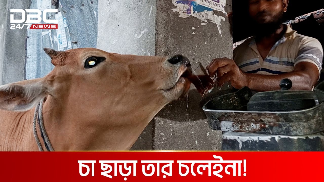 চা খোর গরু! | DBC NEWS ‍Special