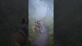 Famous Caught in the Wild: Dog and Leopard Face Off!#shortvideo #shortviral #shorts #dog #leopard #wildlife Wealth