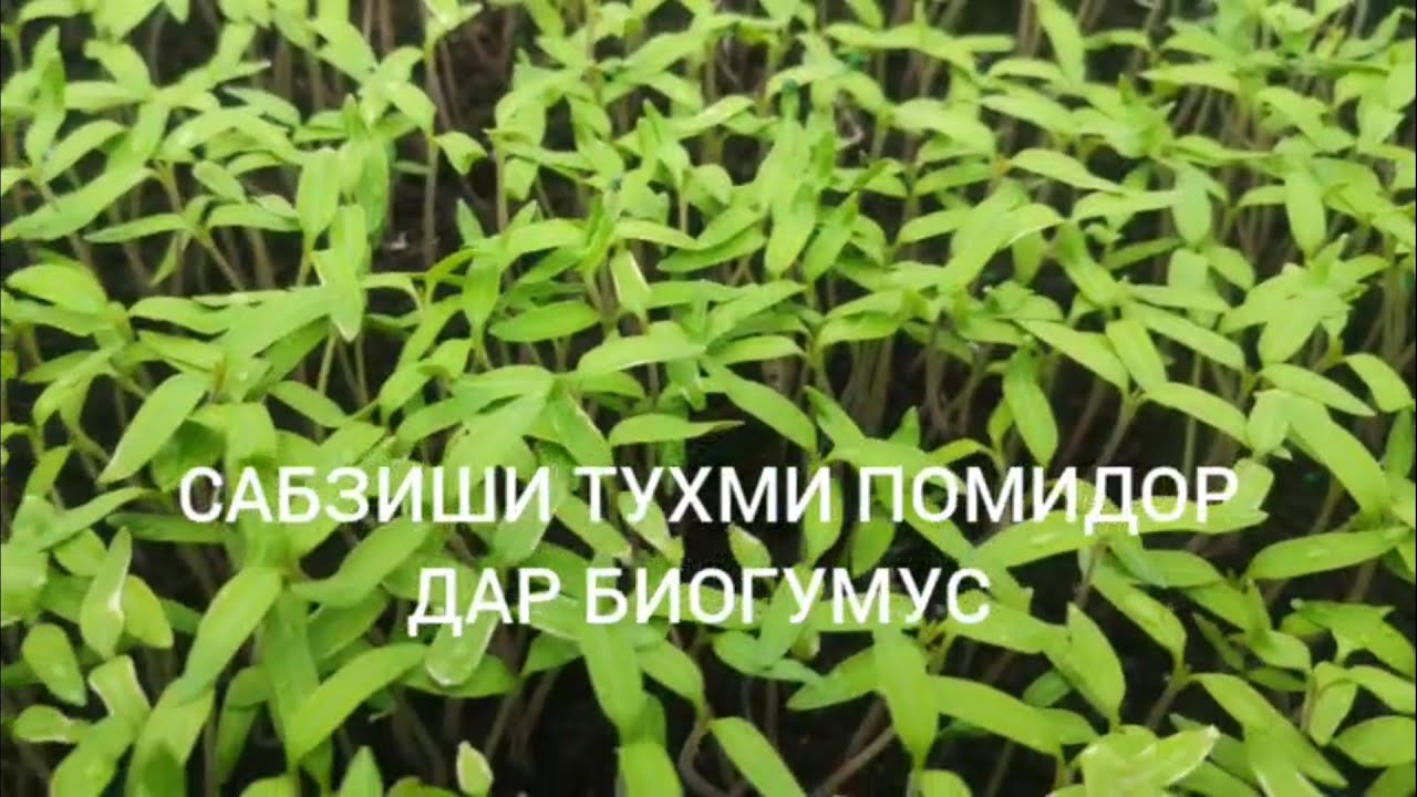 САБЗИШИ ТУХМИ ПОМИДОР ДАР БИОГУМУС 900172225