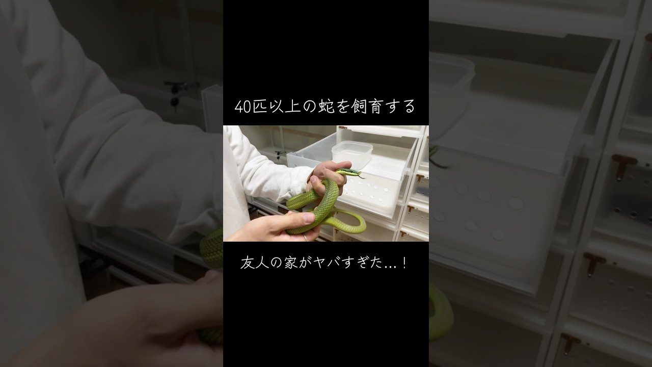 40匹以上の蛇を飼育する友人の家がヤバすぎた…！ #pet #蛇 #爬虫類 #爬虫類女子 #fyp