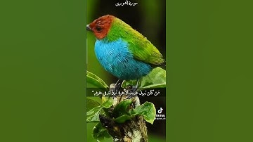 تلاوة جميلة جدا للشيخ عبدالله الموسى حفظه الله