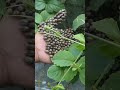 قطع أي شيء لا يصدق على الساق