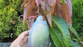 Winter Countdown: My Mango Collection’s Last Video Before Spring