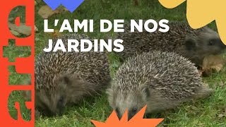 Dossier Le Hérisson Arte Family