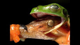 5 Incredible Facts About Glass Frogs That'll Blow Your Mind! #animals #learning #animalfacts