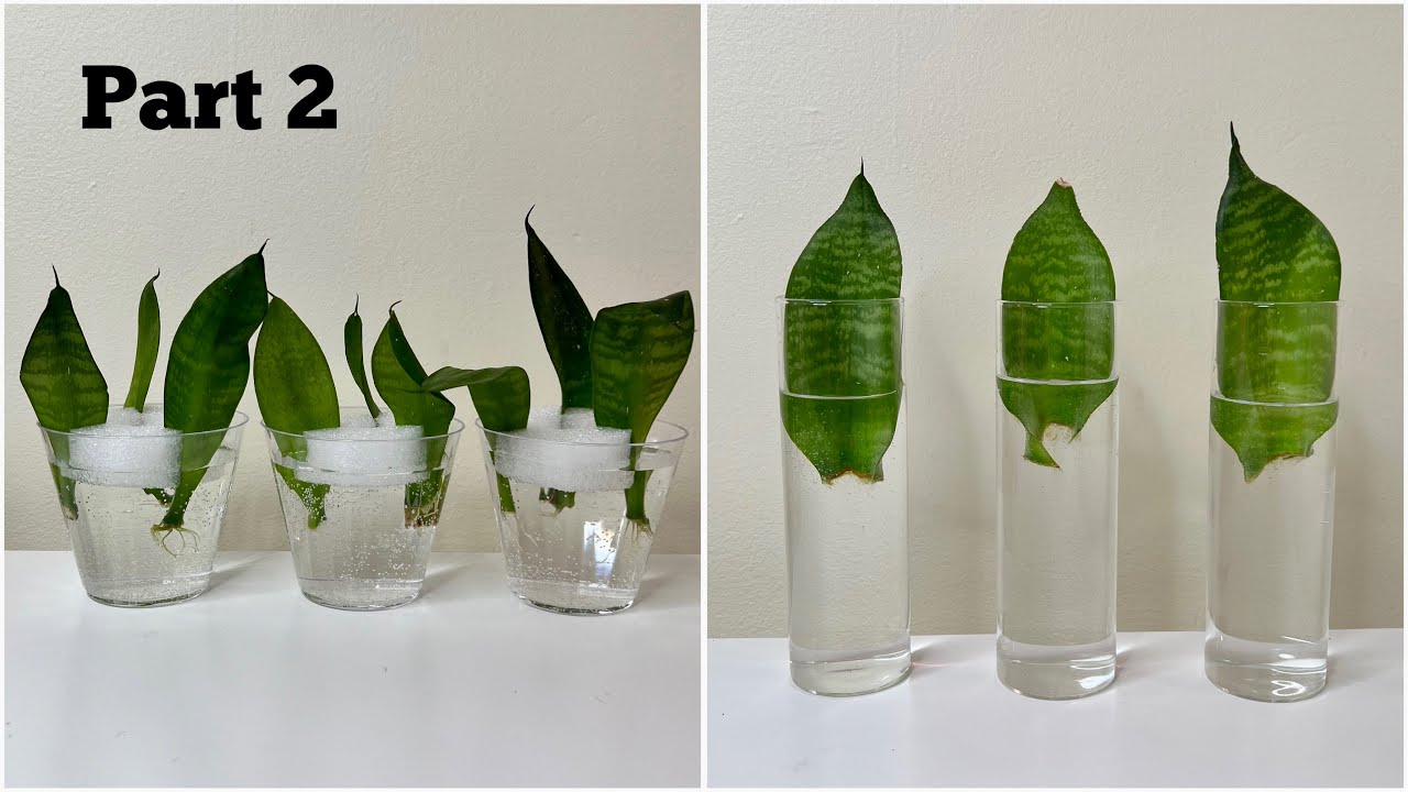 PART 2 Growing Snake Plants In Water Snake Plant Propagation From PART 2 Growing Snake Plants In Water Snake Plant Propagation From