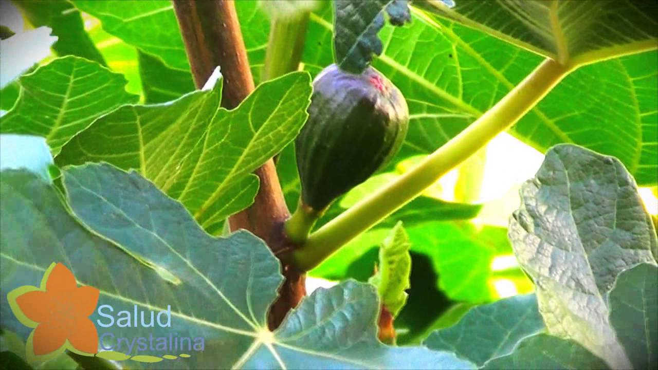el Higo y nuestra salud ( The fig and our health ) YouTube